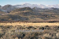 winter nevada 2 thumbnail graphic